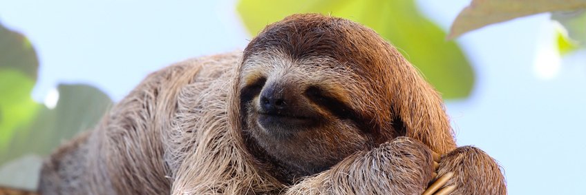 DannSloth banner