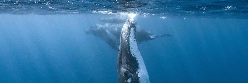 鸦YAYA⚡️ banner