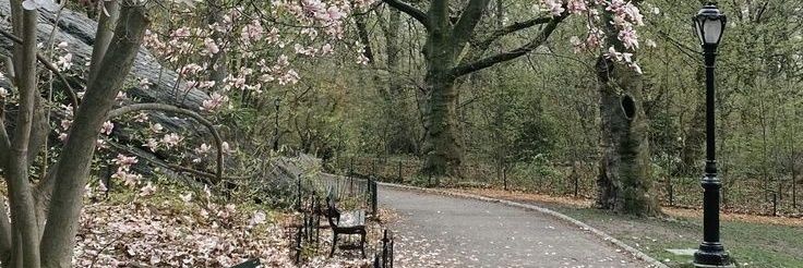 mooniegirl banner