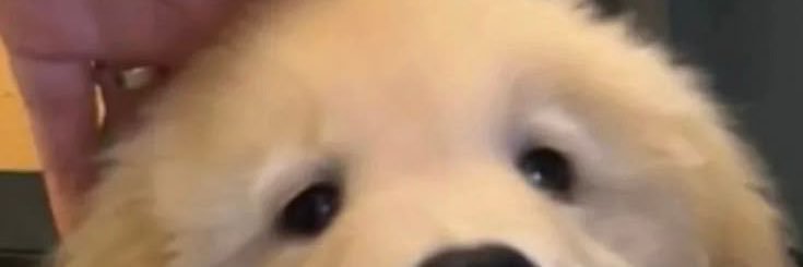 Day by Day 🐶🐾 banner