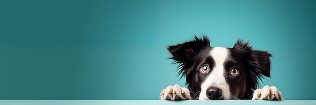 Goodboymeme1's profile banner image