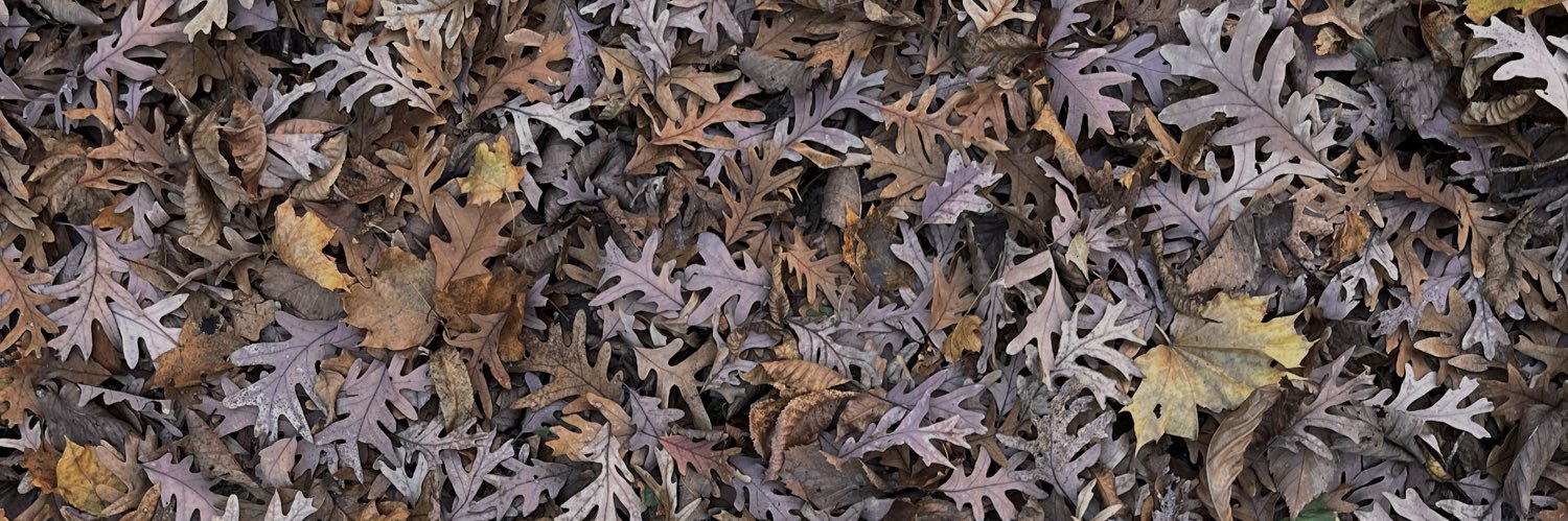 spam ⚞•⚟ banner