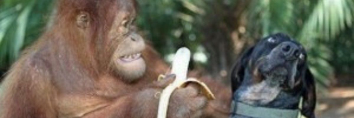 Bechelml's profile banner image