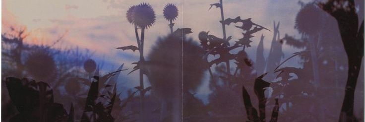 brea. 🩷⭐️ banner