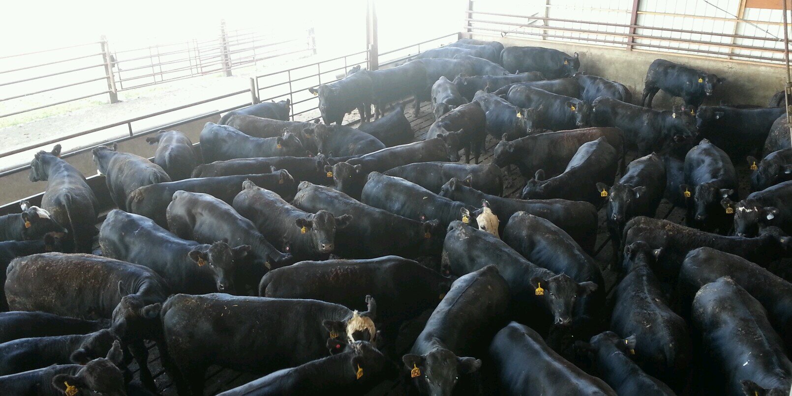 midwestbeefsys's profile banner image