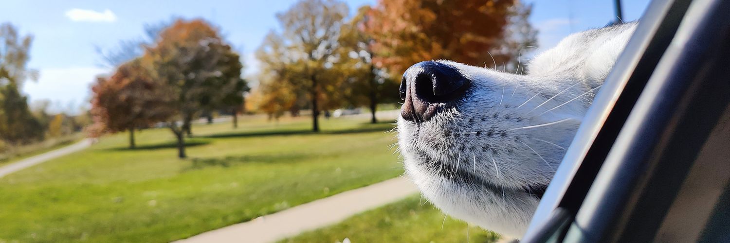 Lushdog 🔜 LVFC Profile Banner