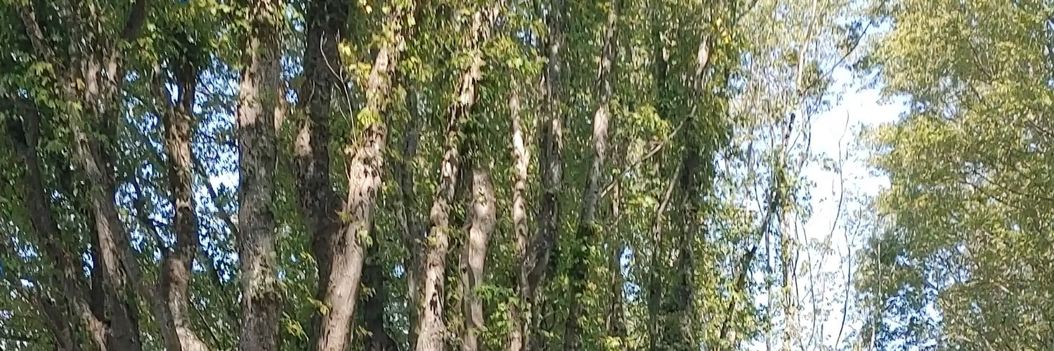 superscaly's profile banner image