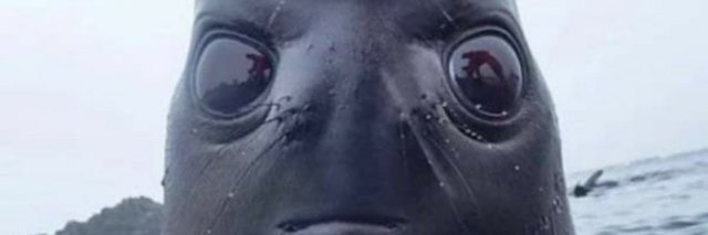 Walrus_meme's profile banner image