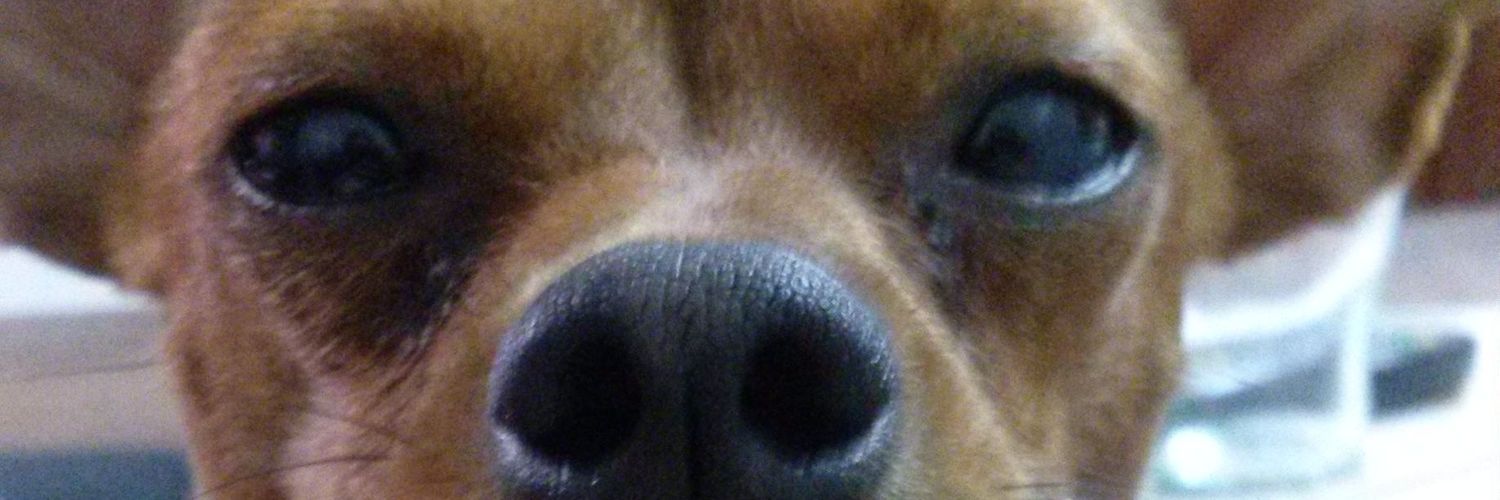 Maquichula's profile banner image