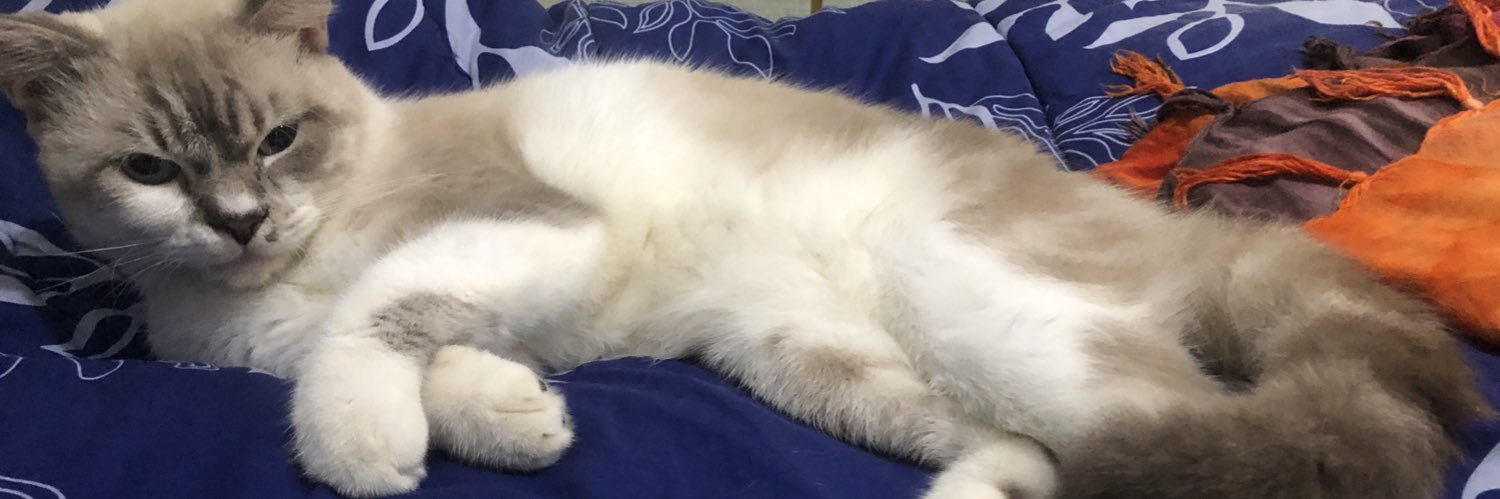 bububear911's profile banner image