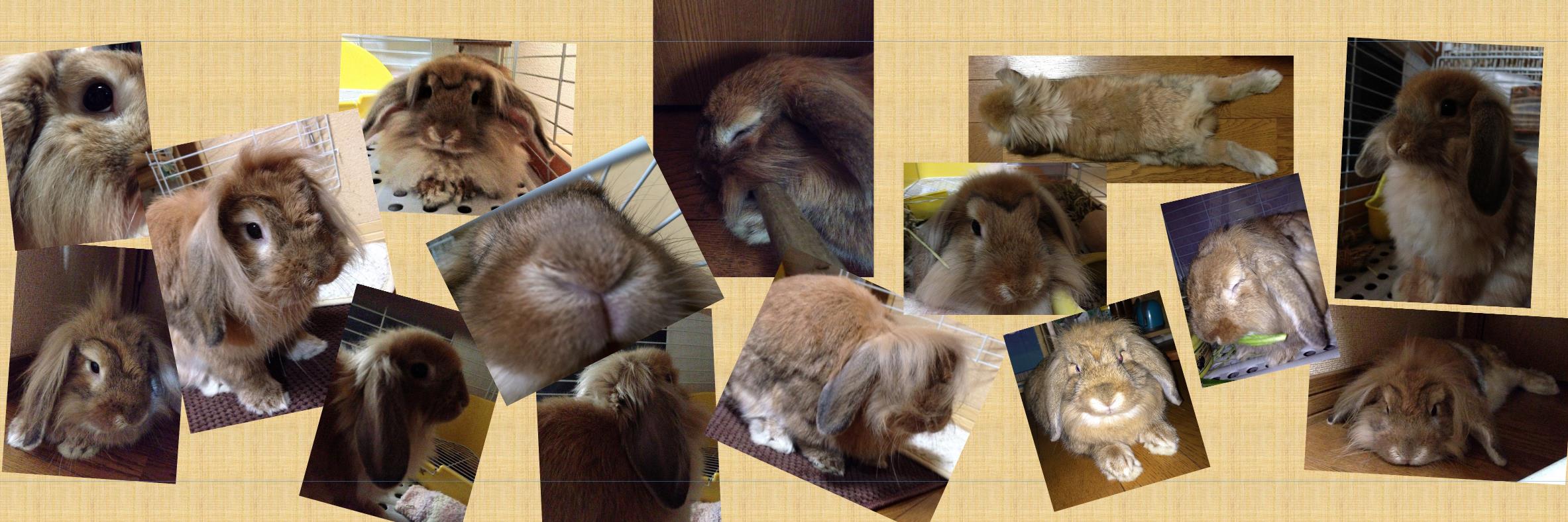 Rocky_dayo's profile banner image