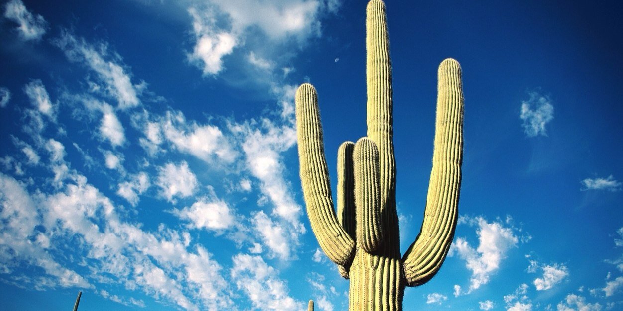 emptycactus's profile banner image