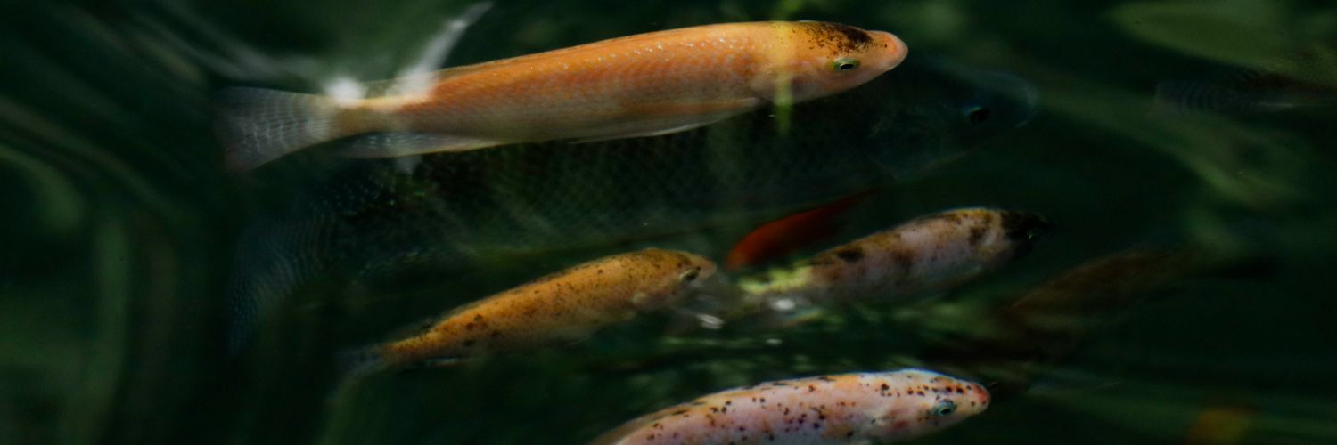 sammeymoy's profile banner image