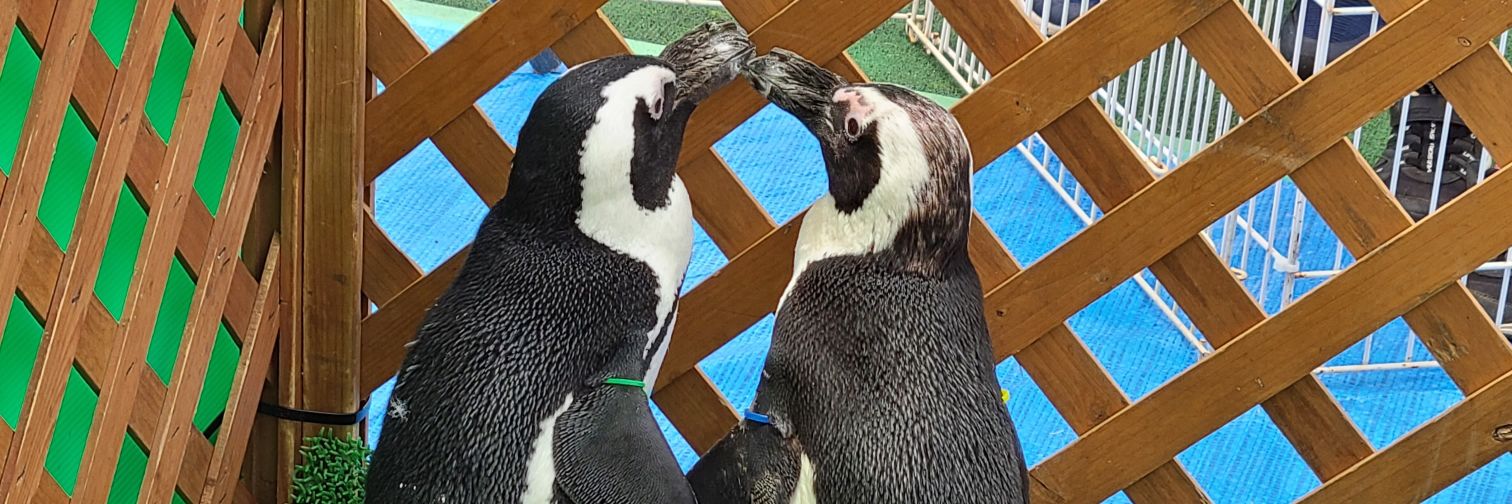 BB_pinguin's profile banner image