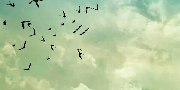 sosacinthya's profile banner image