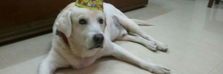nish2027's profile banner image