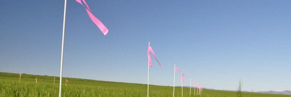 pbinarrabri Profile Banner