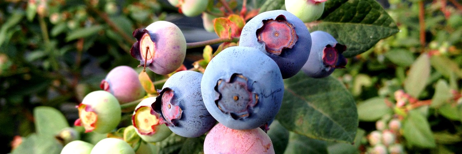 Fernando López de Arce banner