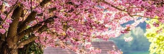 dxiee🐾 banner