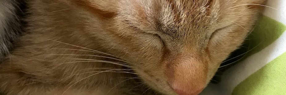 tomcatcupbeetle's profile banner image