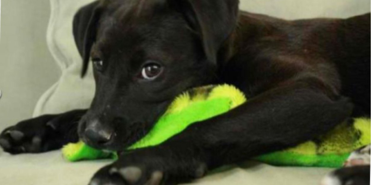 DogDaysCLT's profile banner image