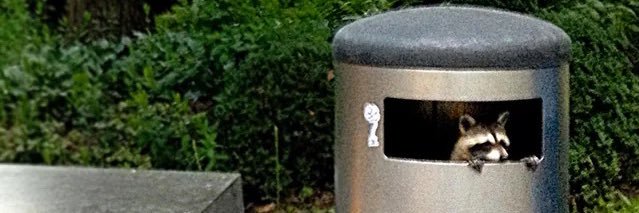 Privacy Trash Panda banner