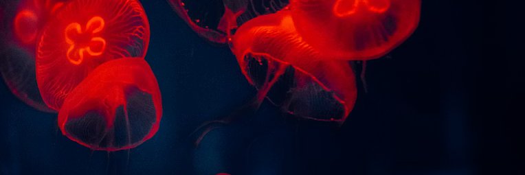 AliJay69 🔞 banner