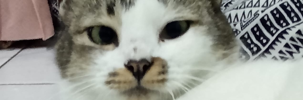 hanicuuu's profile banner image