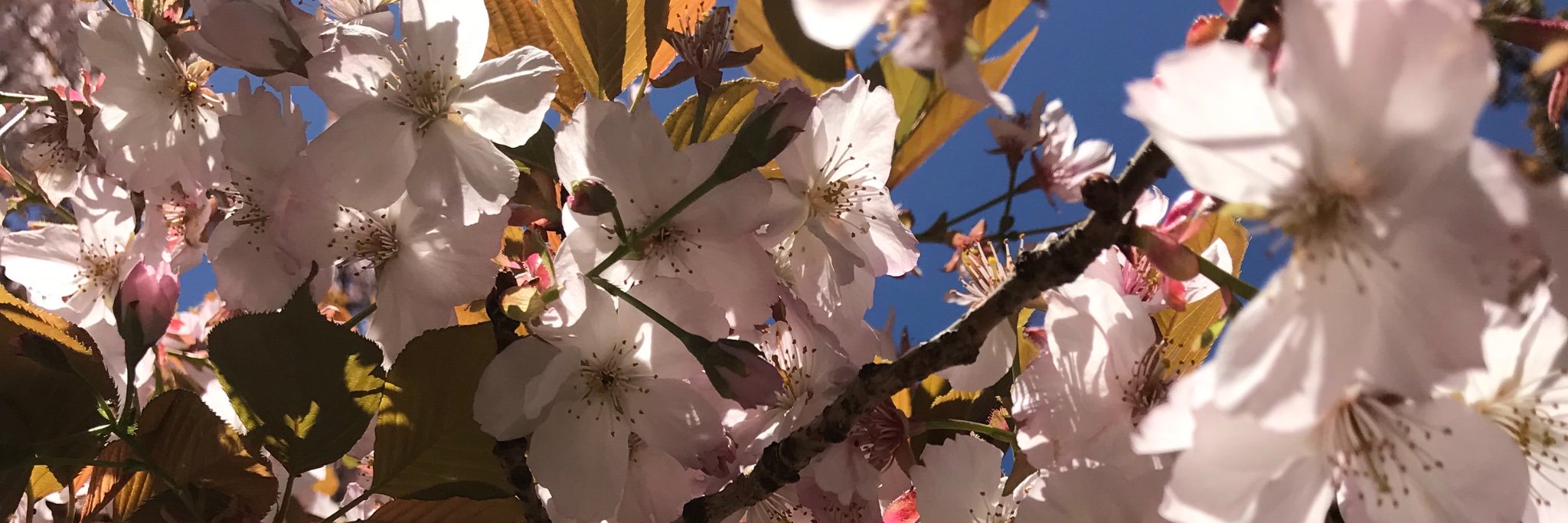 noajasmine's profile banner image