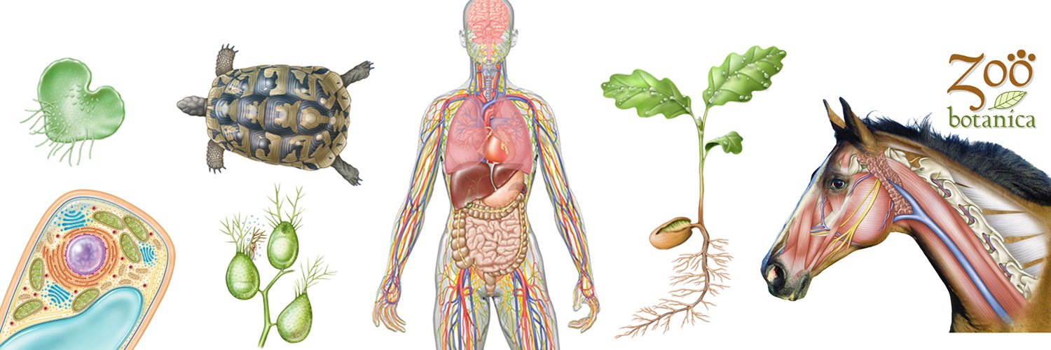 Debbie Maizels banner