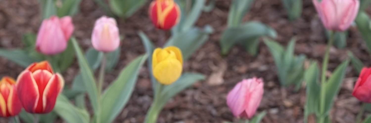 CatherineDavid_'s profile banner image