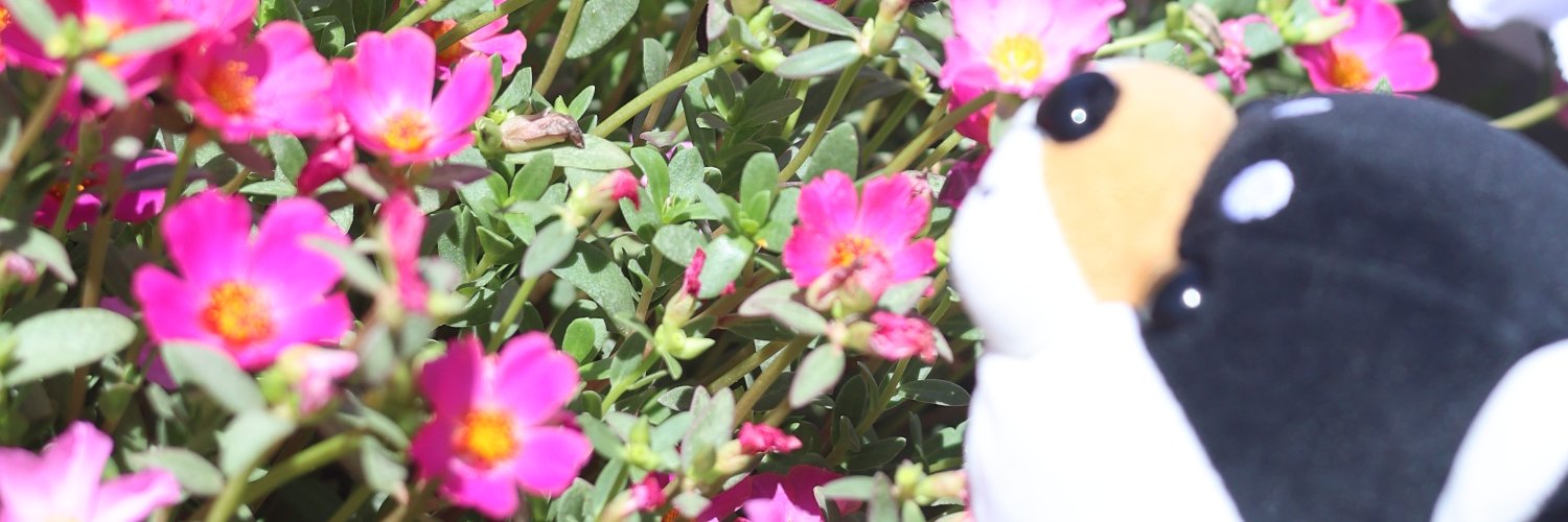 くえん３📸🔰 banner