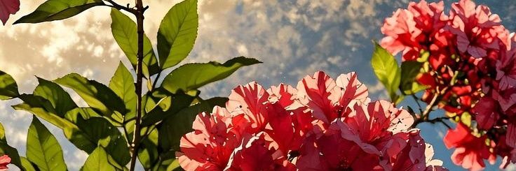 starflower_95's profile banner image