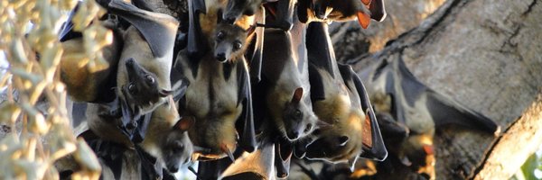 bats_w_borders Profile Banner