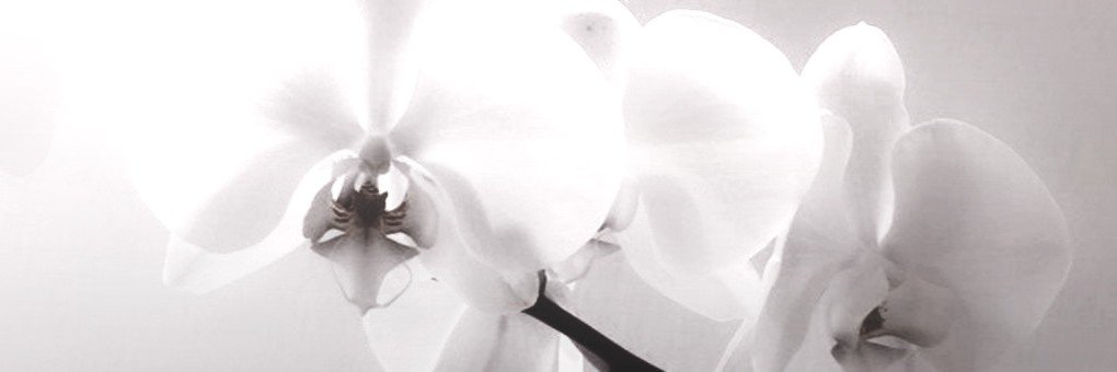 maharadir's profile banner image