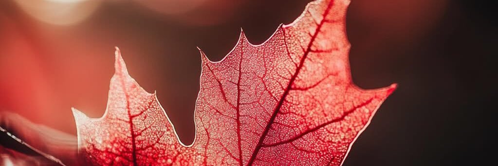 Faytene Grasseschi banner