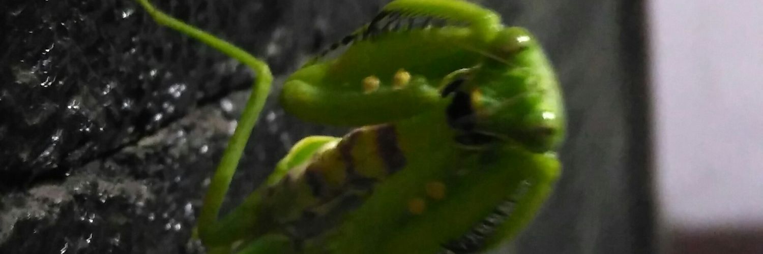Pungpess's profile banner image