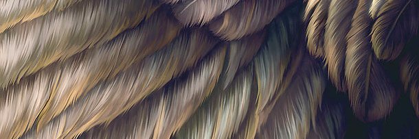 BirdKidMax's profile banner image