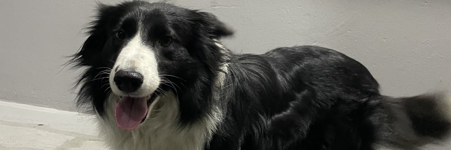 Hedybañezmendoza banner