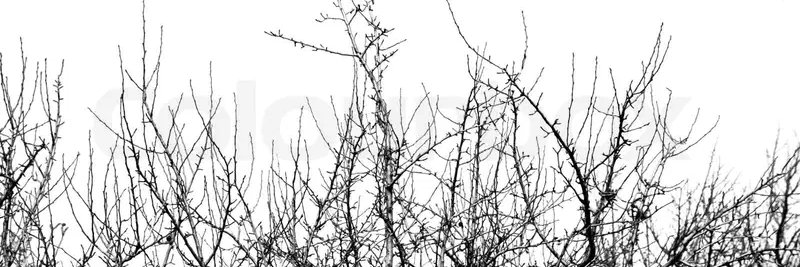 hi banner