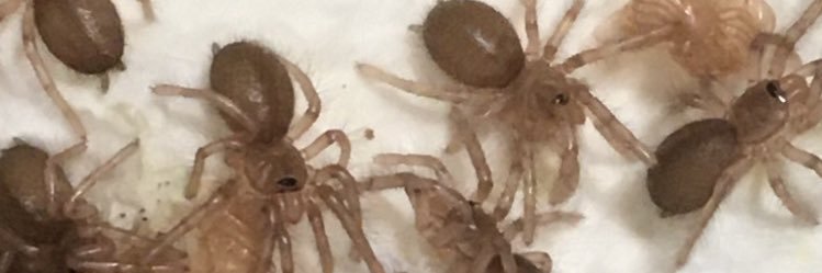 Tsutidapelma sp. “lot of hair” banner