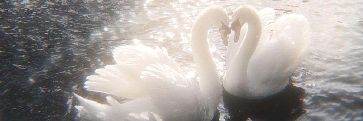mina 🦢 banner