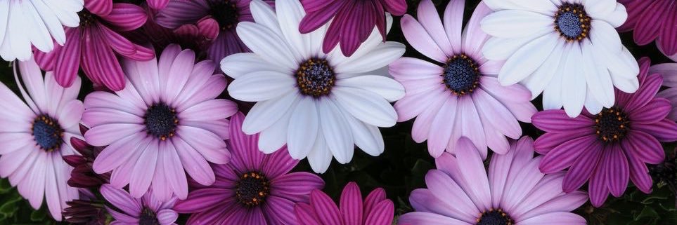 Cris12012's profile banner image