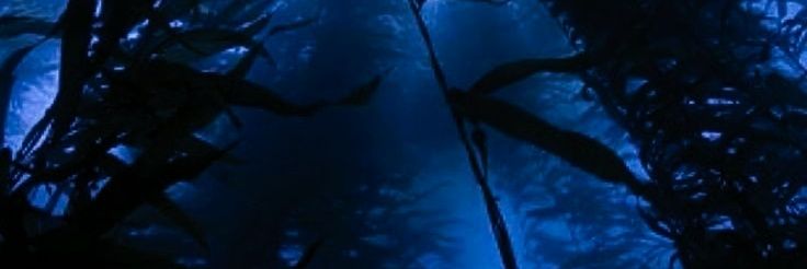 𓇢𓆸 𝓙𝑎𝑑𝑒 𝓛𝑒𝑒𝑐ℎ banner