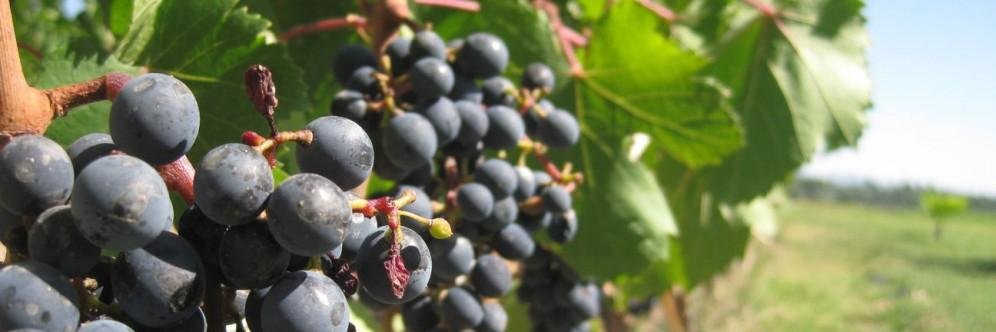 WineTourNiagara's profile banner image