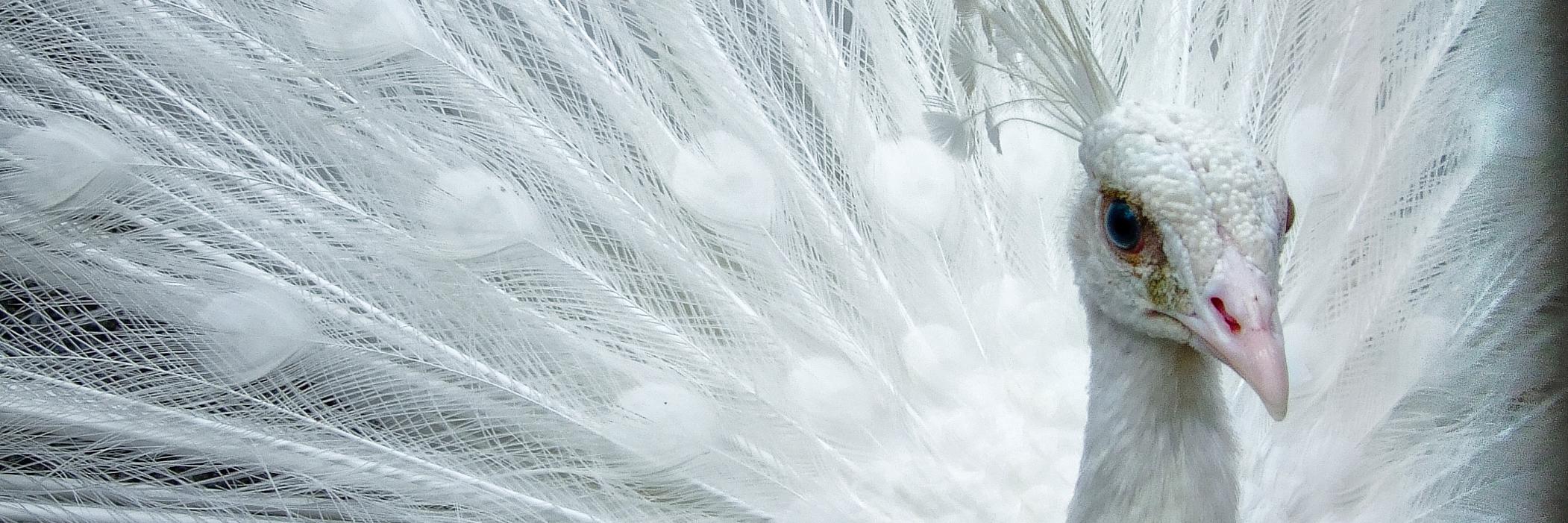 aysekoca34's profile banner image