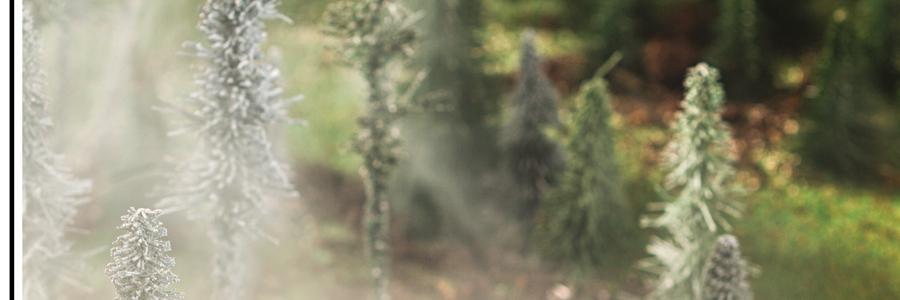 WALDMagazin's profile banner image