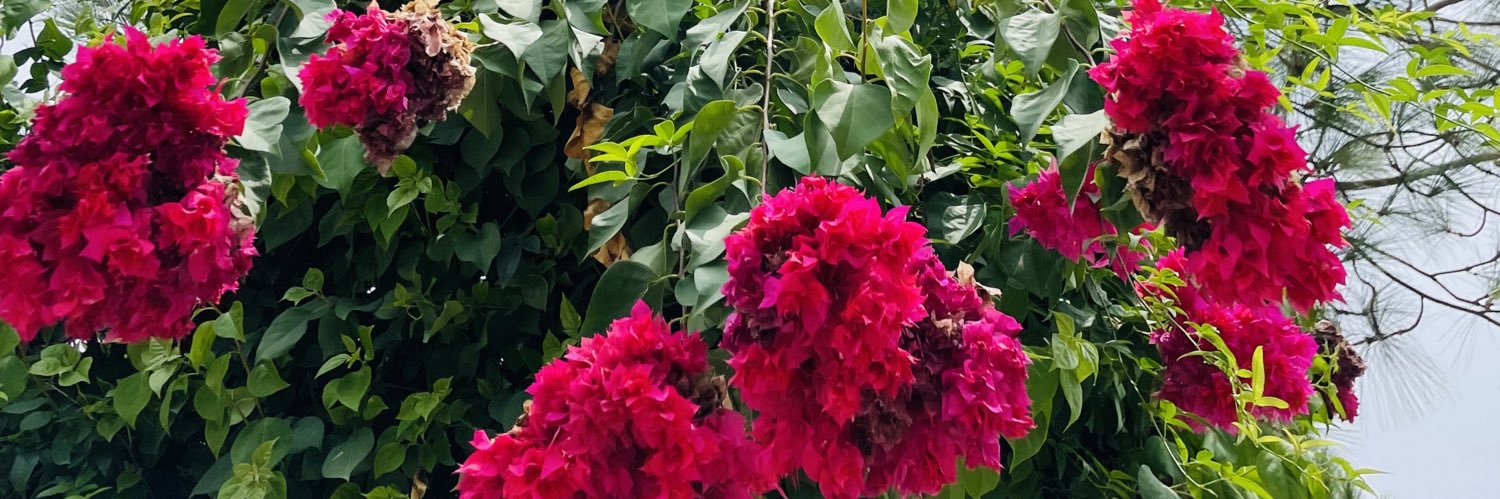 YenEncanto's profile banner image
