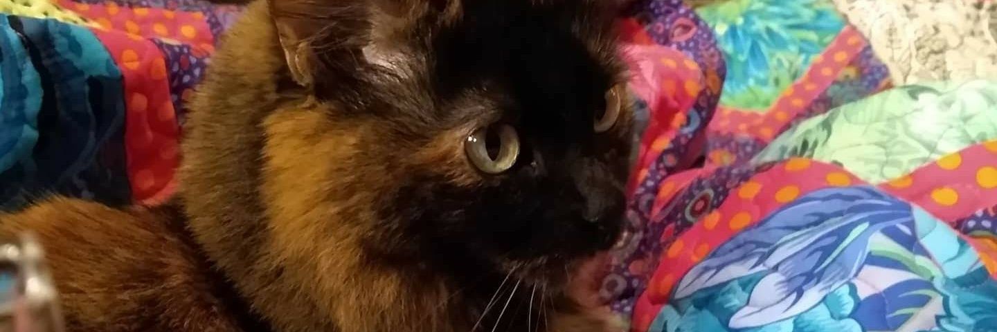 heyholly's profile banner image