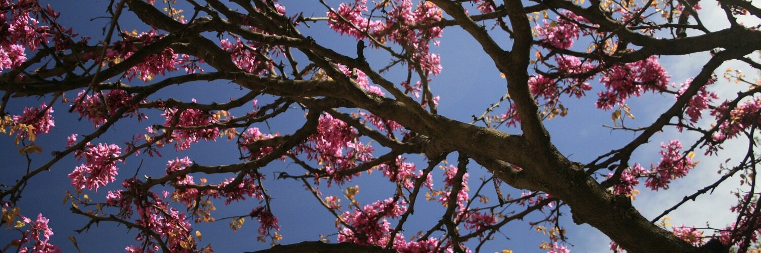 Alexa Haynes banner